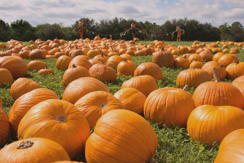 Pumpkin Patches